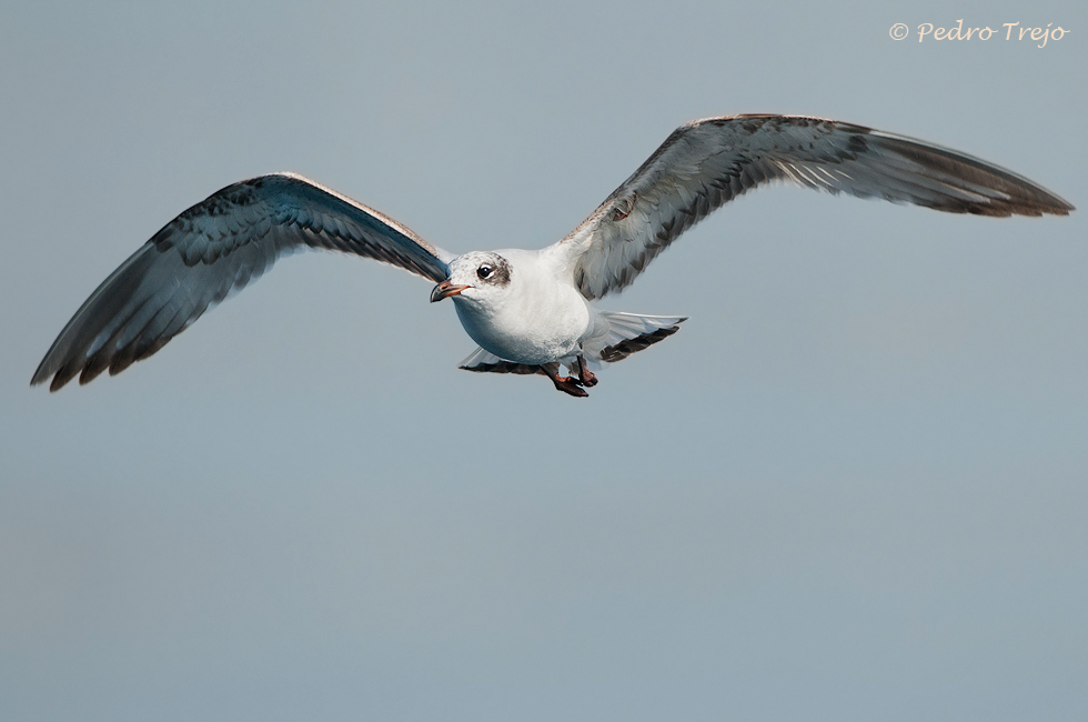 Gaviota reidora (Larus ridibundus)